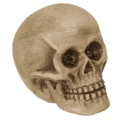 Schädelmodell in neutraler Farbe